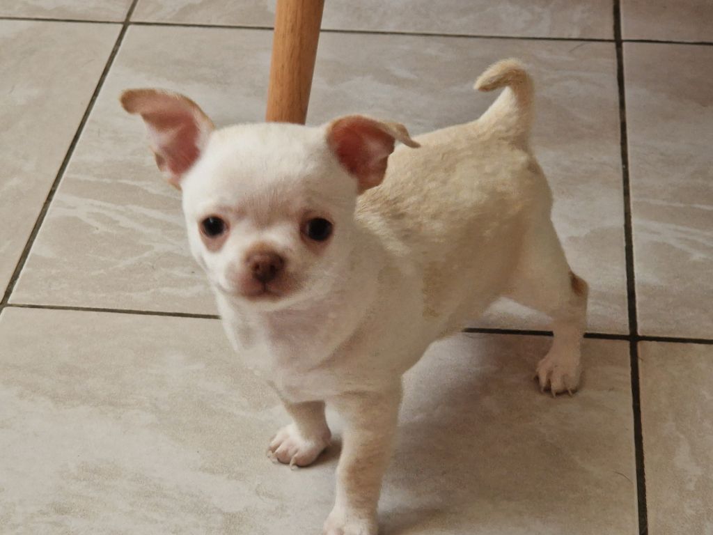 Des Roses De Lolita - Chiot disponible  - Chihuahua