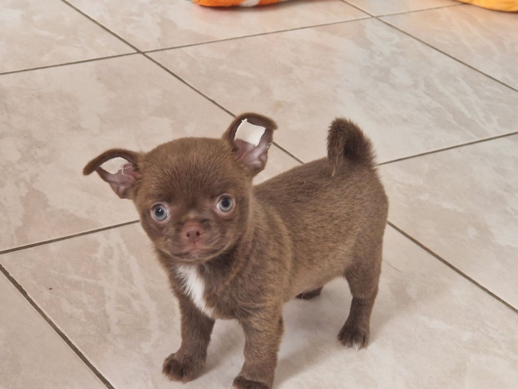 Des Roses De Lolita - Chiot disponible  - Chihuahua