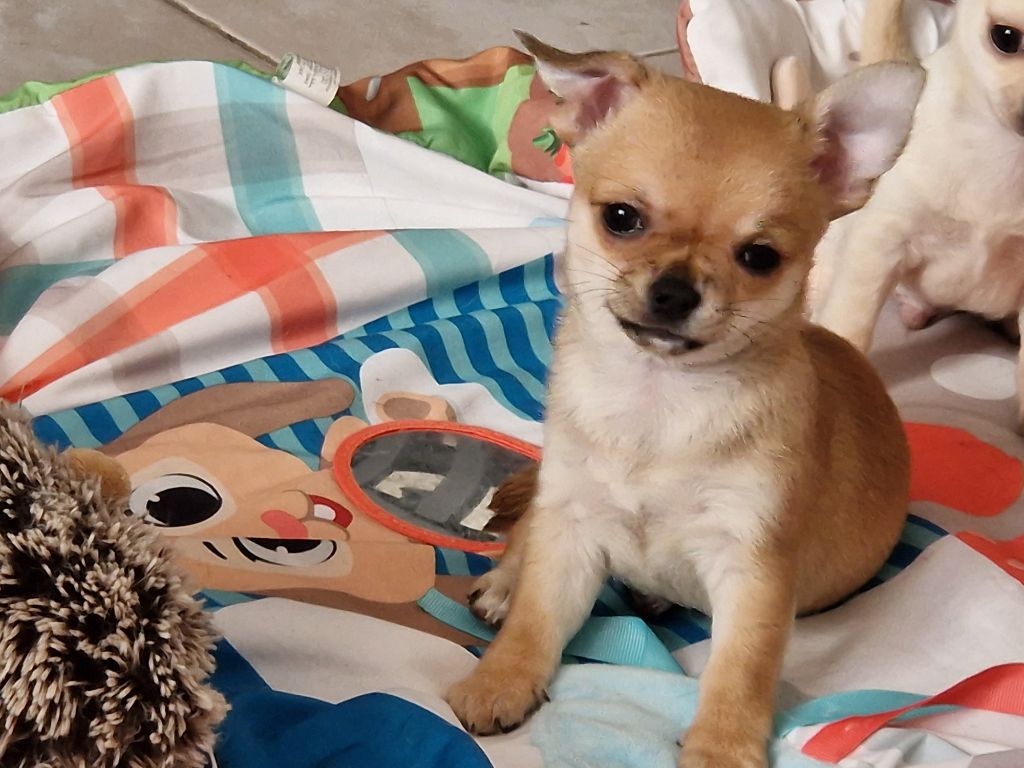 Des Roses De Lolita - Chiot disponible  - Chihuahua