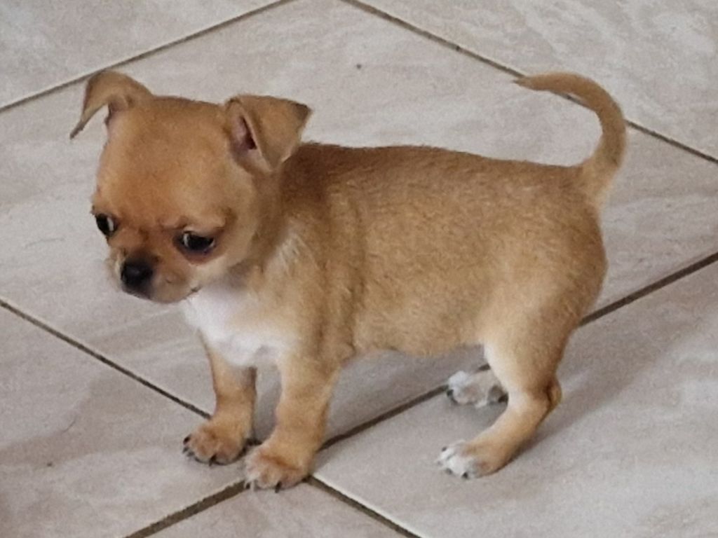 Des Roses De Lolita - Chiot disponible  - Chihuahua