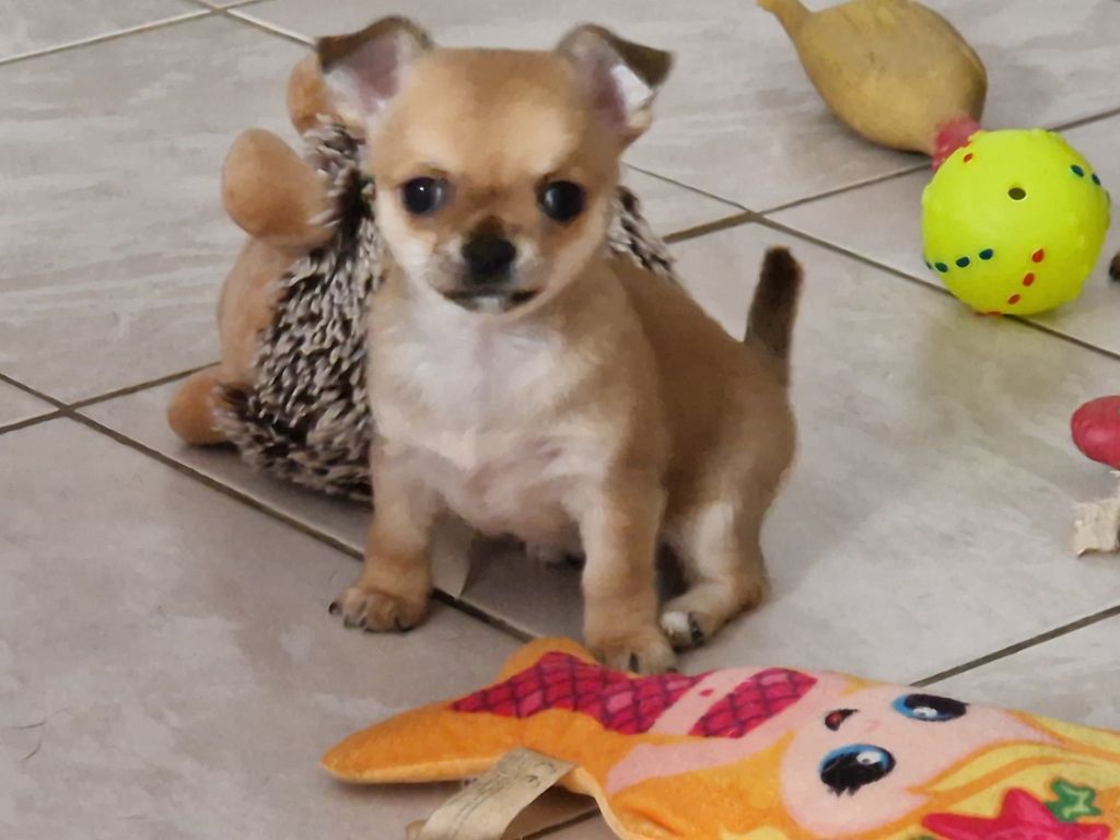 Des Roses De Lolita - Chiot disponible  - Chihuahua