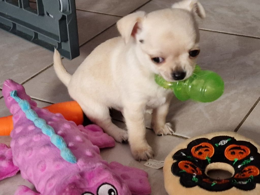 Des Roses De Lolita - Chiot disponible  - Chihuahua