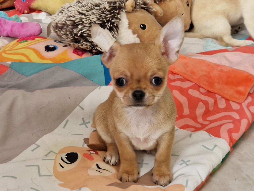 Des Roses De Lolita - Chiot disponible  - Chihuahua