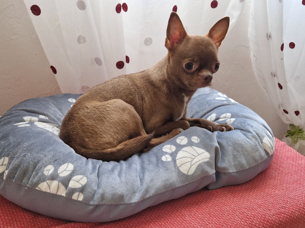 Samantha Des Petits Barons Du Pioch