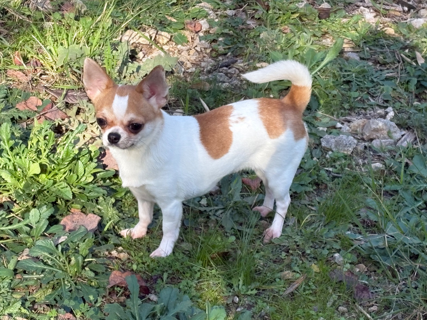 Athena De L'Aurore Des Francyols