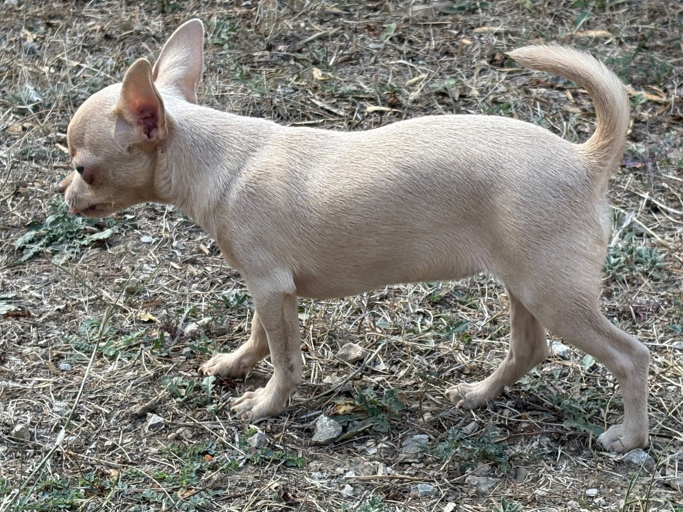 Chiots disponibles tel 06 25 18 60 58