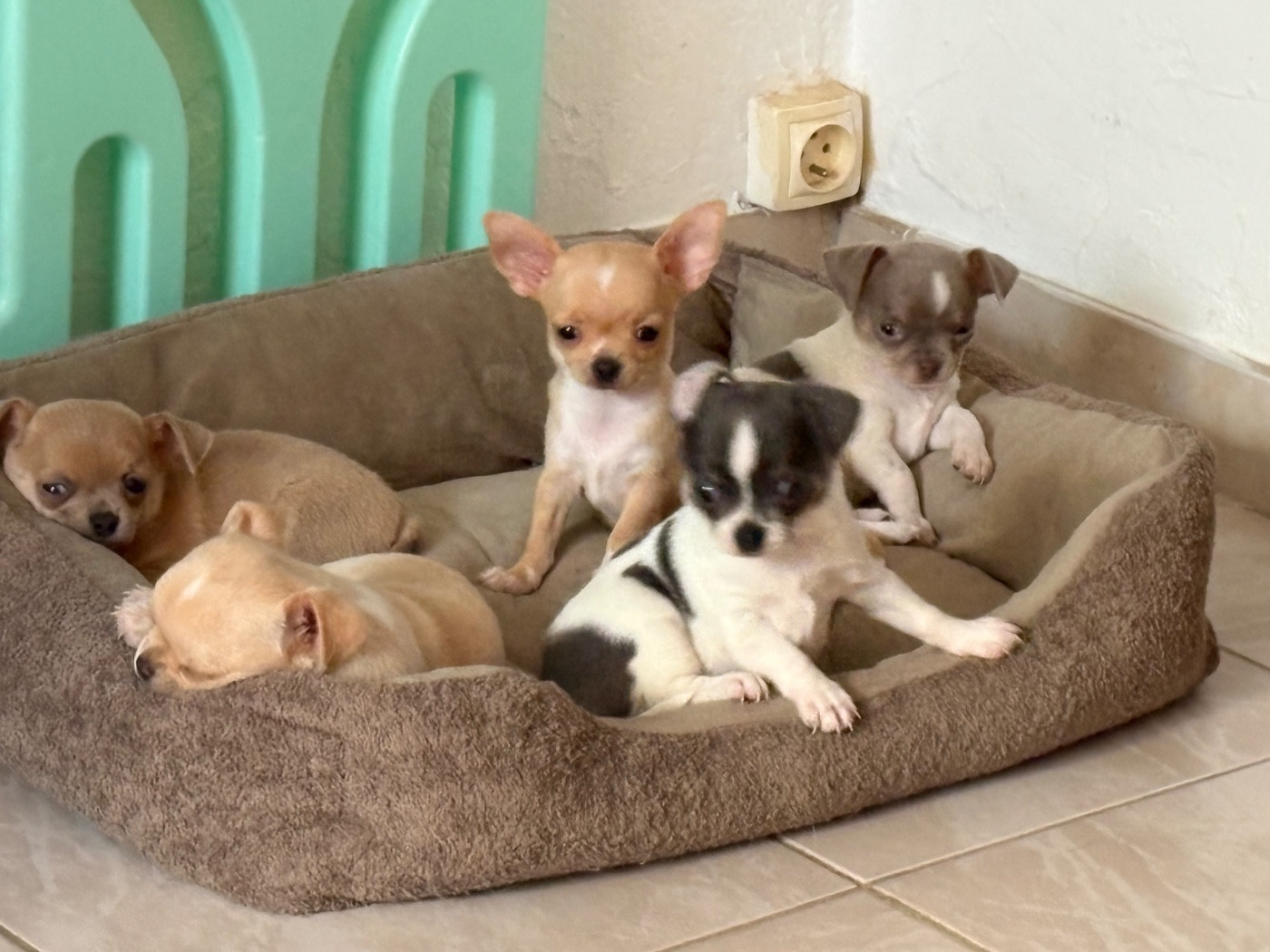Chiots disponible née le 15/07/2026