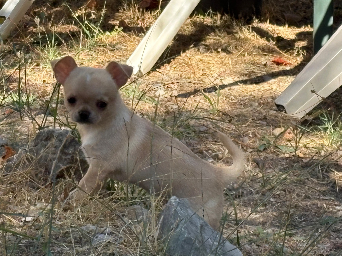 Chiots disponible née le 15/07/2026