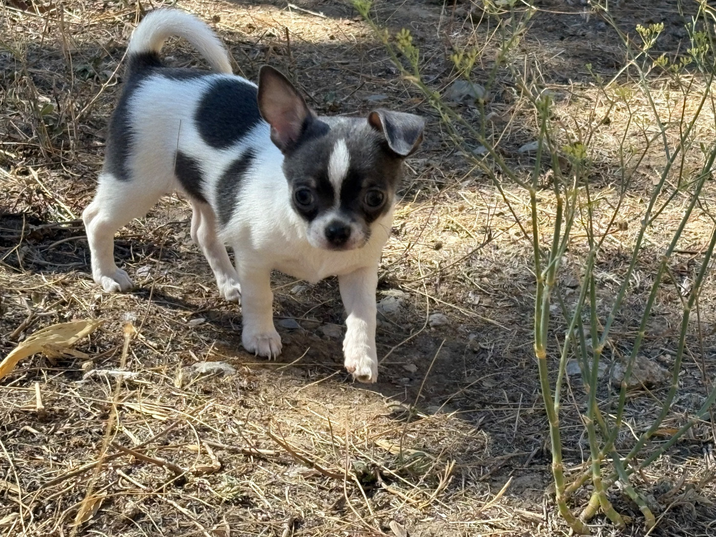 Chiots disponible née le 15/07/2026
