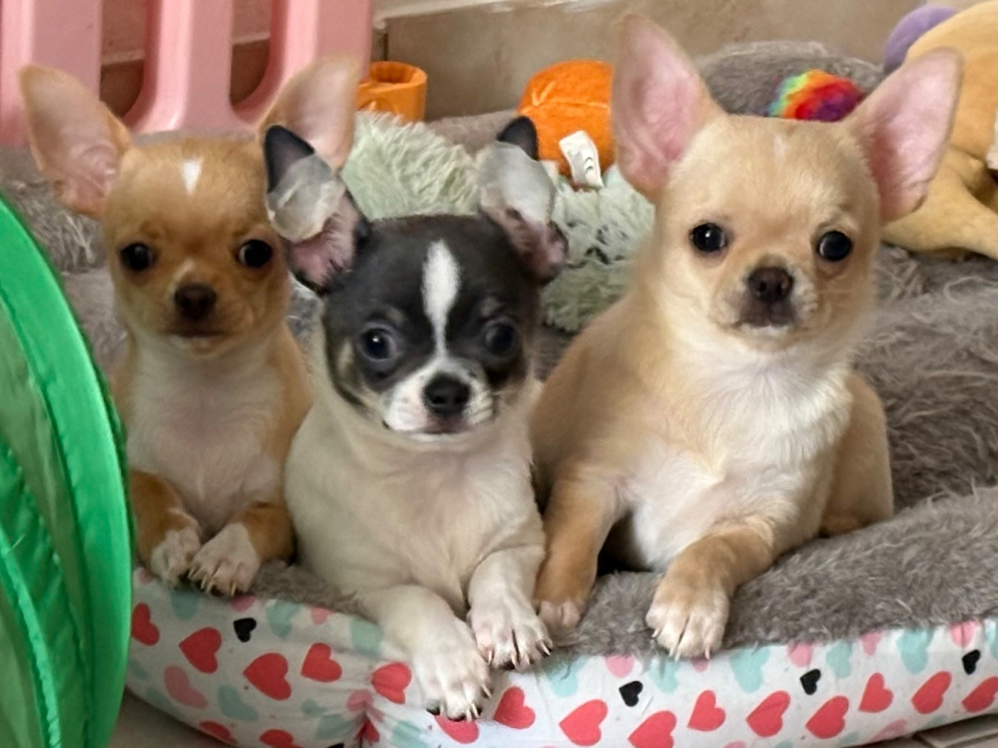 Chiots disponible née le 15/07/2026