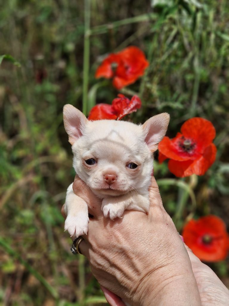 Des Roses De Lolita - Chiots disponibles - Chihuahua