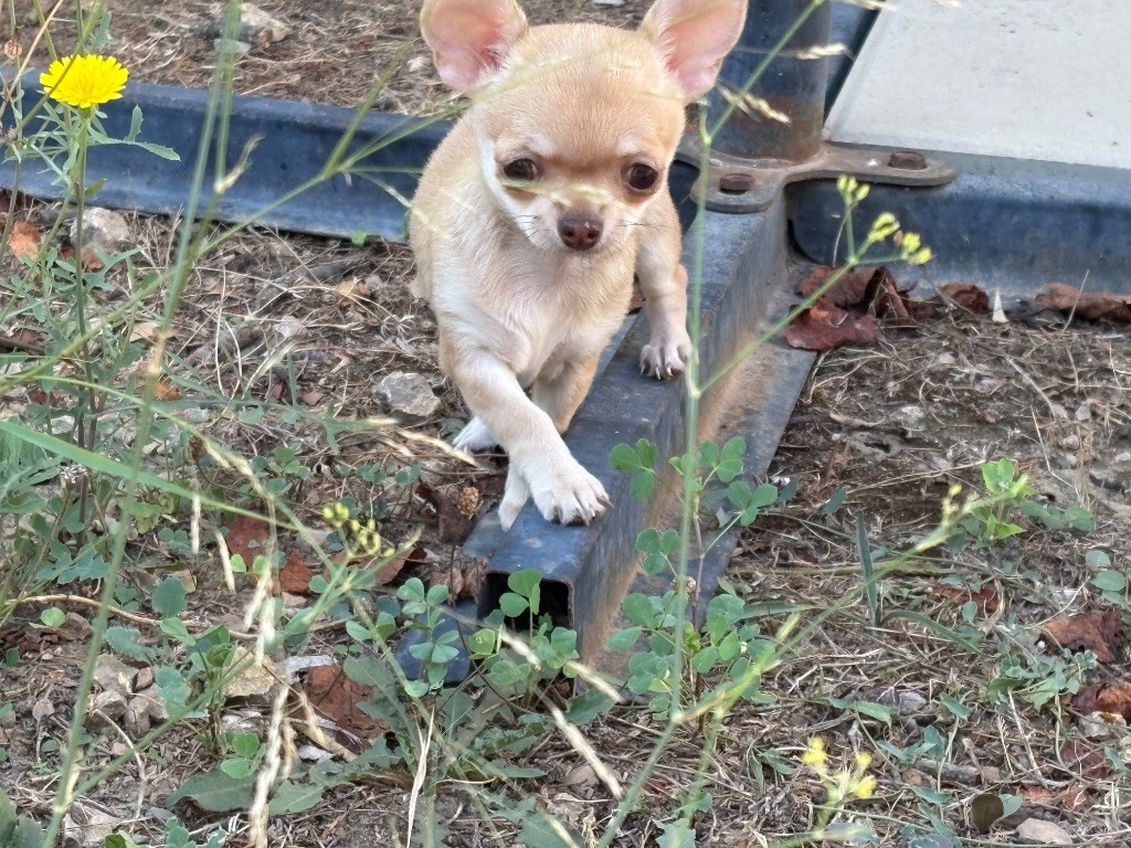 Des Roses De Lolita - Chiots disponibles - Chihuahua