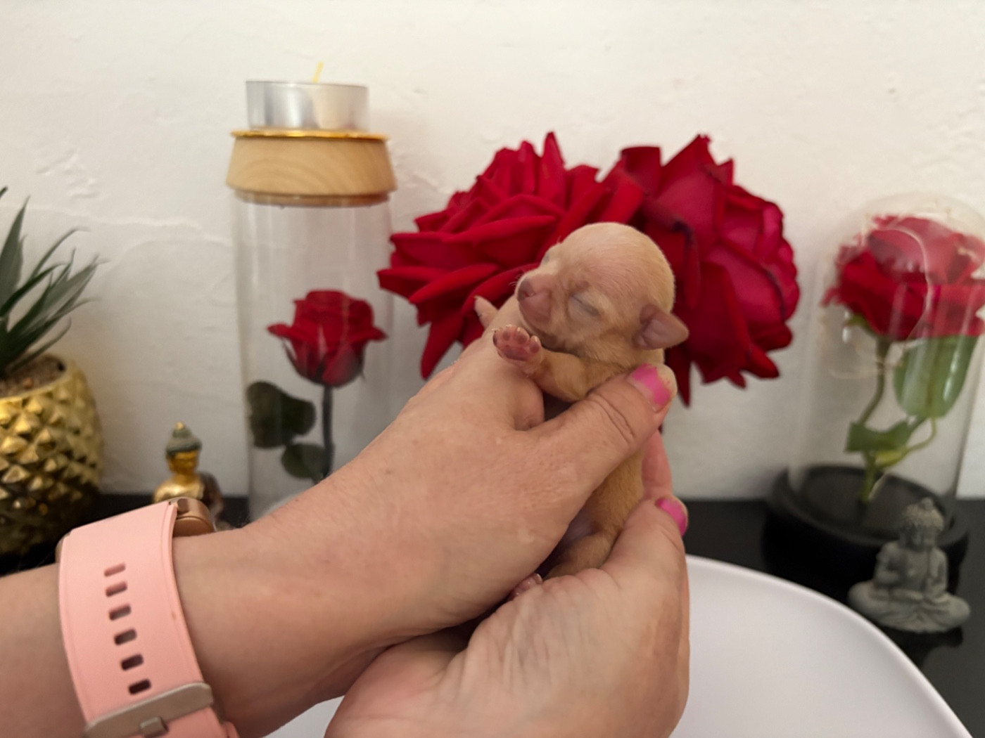 Des Roses De Lolita - Chiots disponibles - Chihuahua