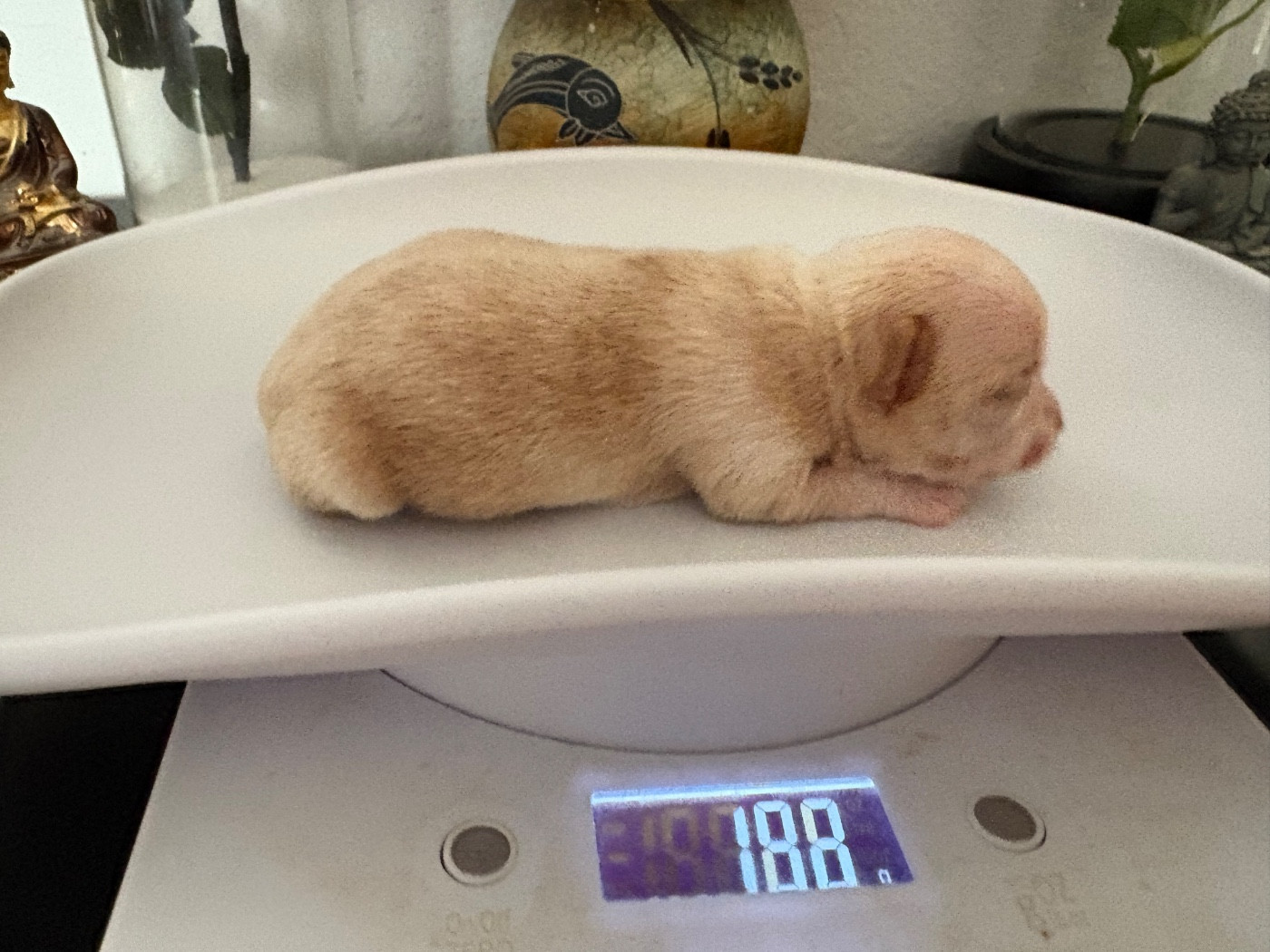 Des Roses De Lolita - Chiots disponibles - Chihuahua