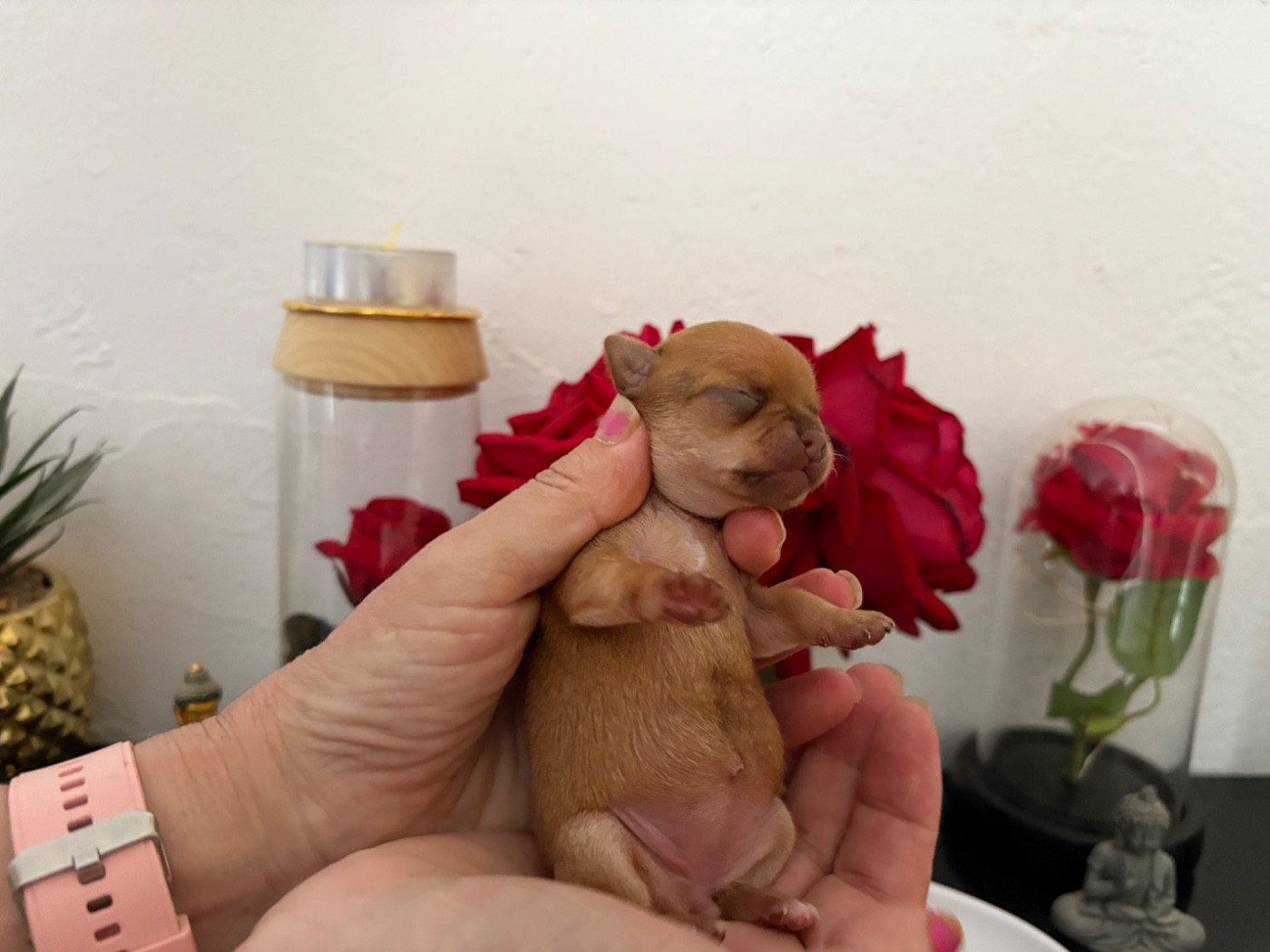 Des Roses De Lolita - Chiots disponibles - Chihuahua