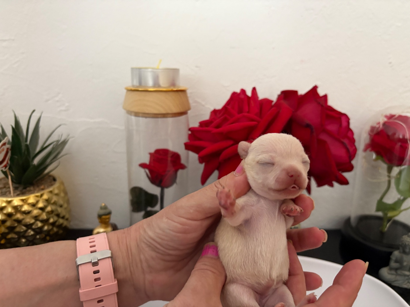 Des Roses De Lolita - Chiots disponibles - Chihuahua