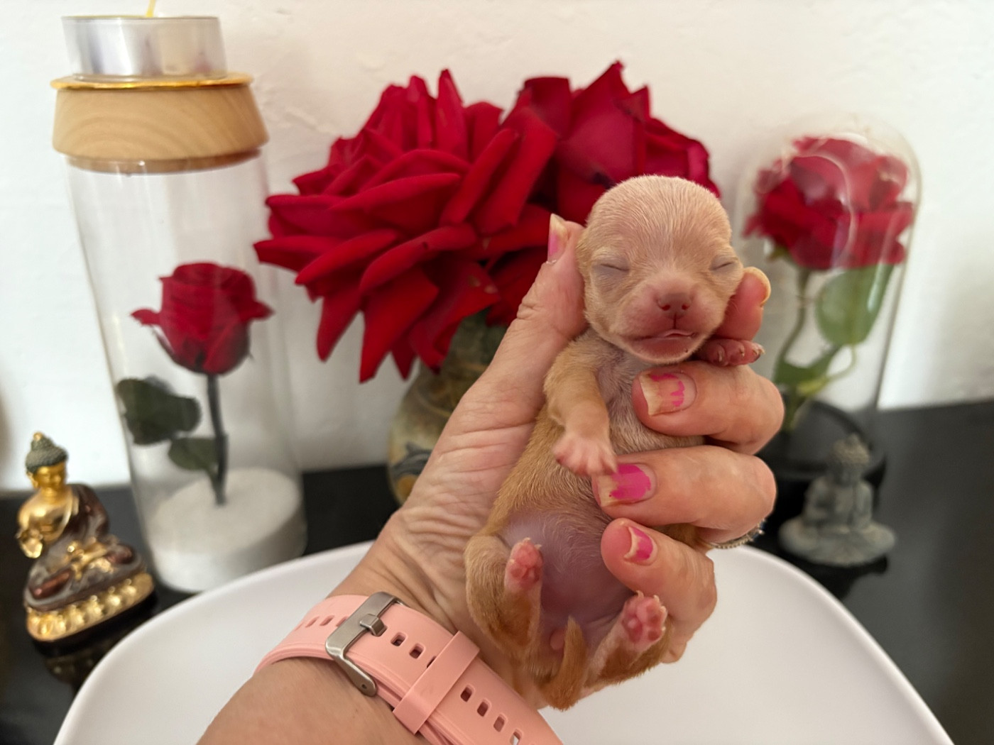 Des Roses De Lolita - Chiots disponibles - Chihuahua