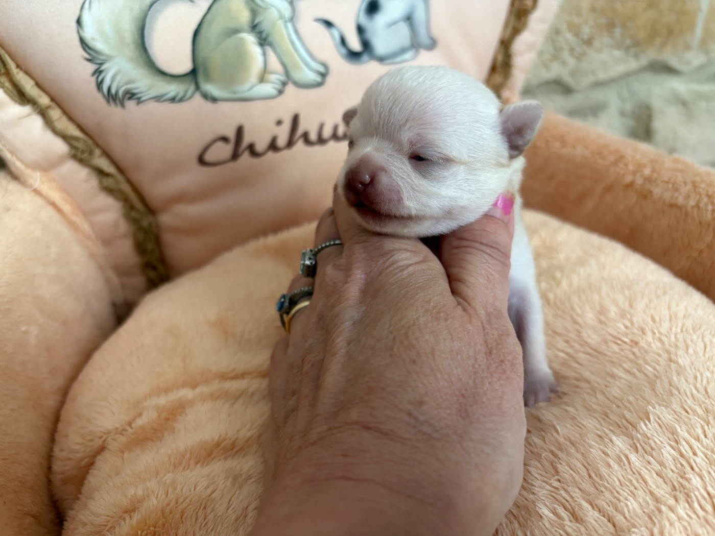 Des Roses De Lolita - Chiots disponibles - Chihuahua