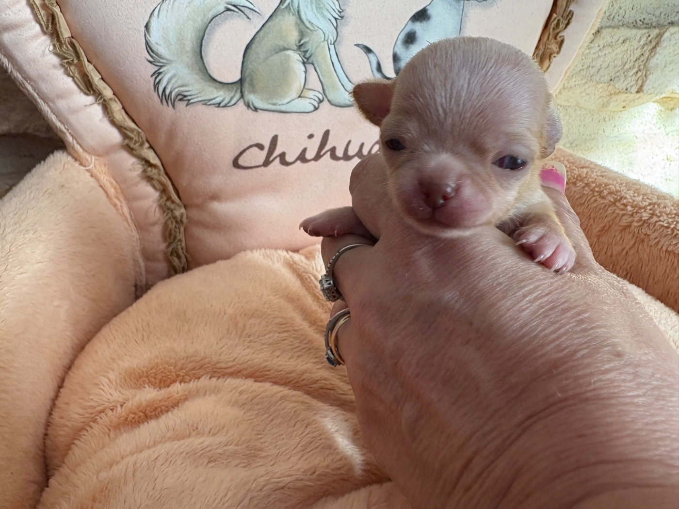 Des Roses De Lolita - Chiots disponibles - Chihuahua