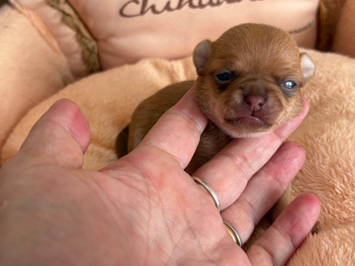 Des Roses De Lolita - Chiots disponibles - Chihuahua