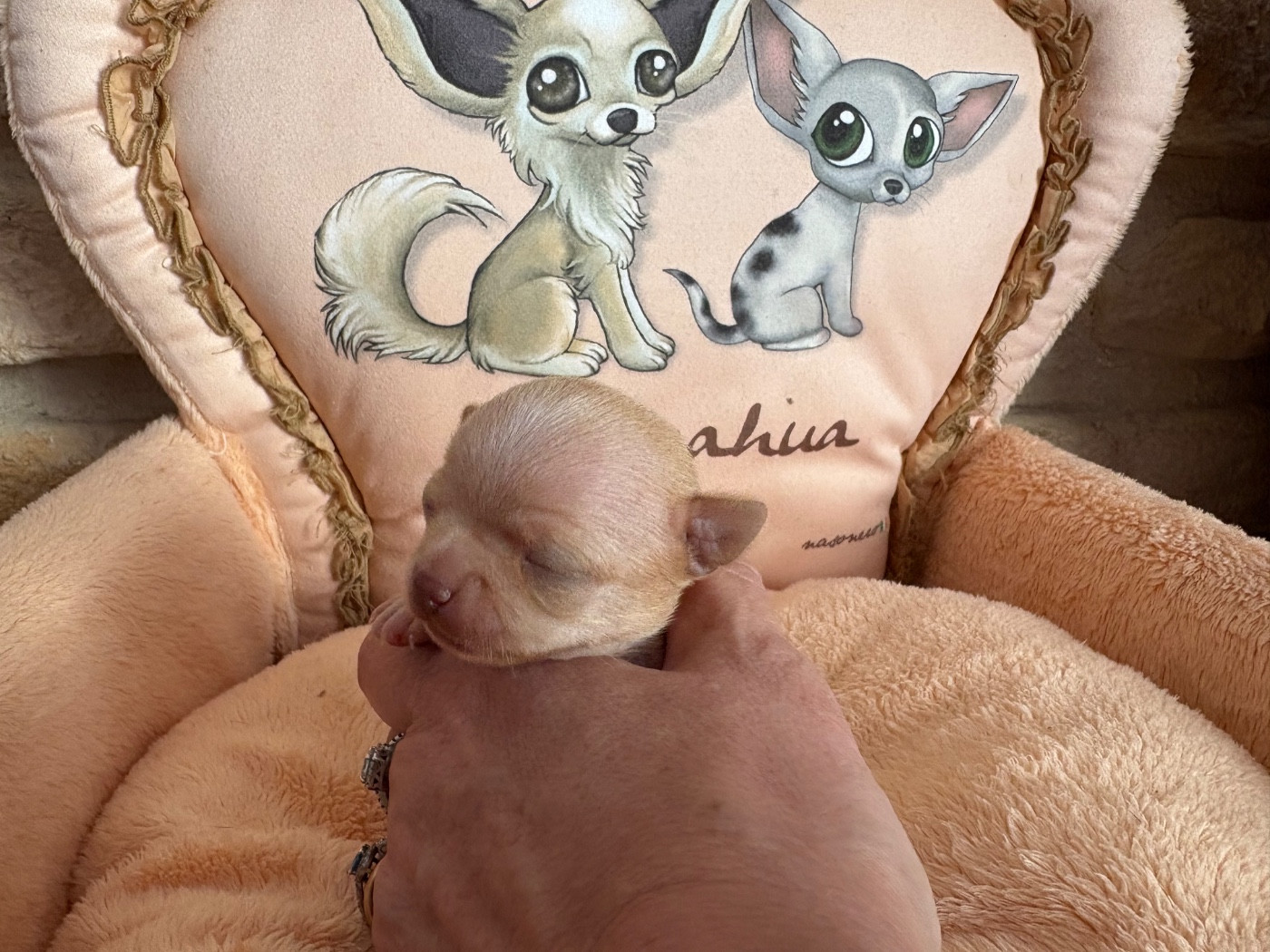 Des Roses De Lolita - Chiots disponibles - Chihuahua