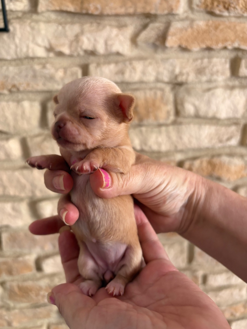 Des Roses De Lolita - Chiots disponibles - Chihuahua