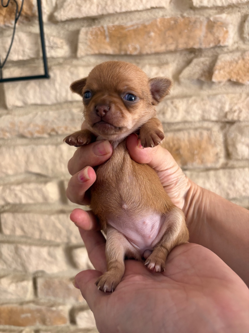 Des Roses De Lolita - Chiots disponibles - Chihuahua
