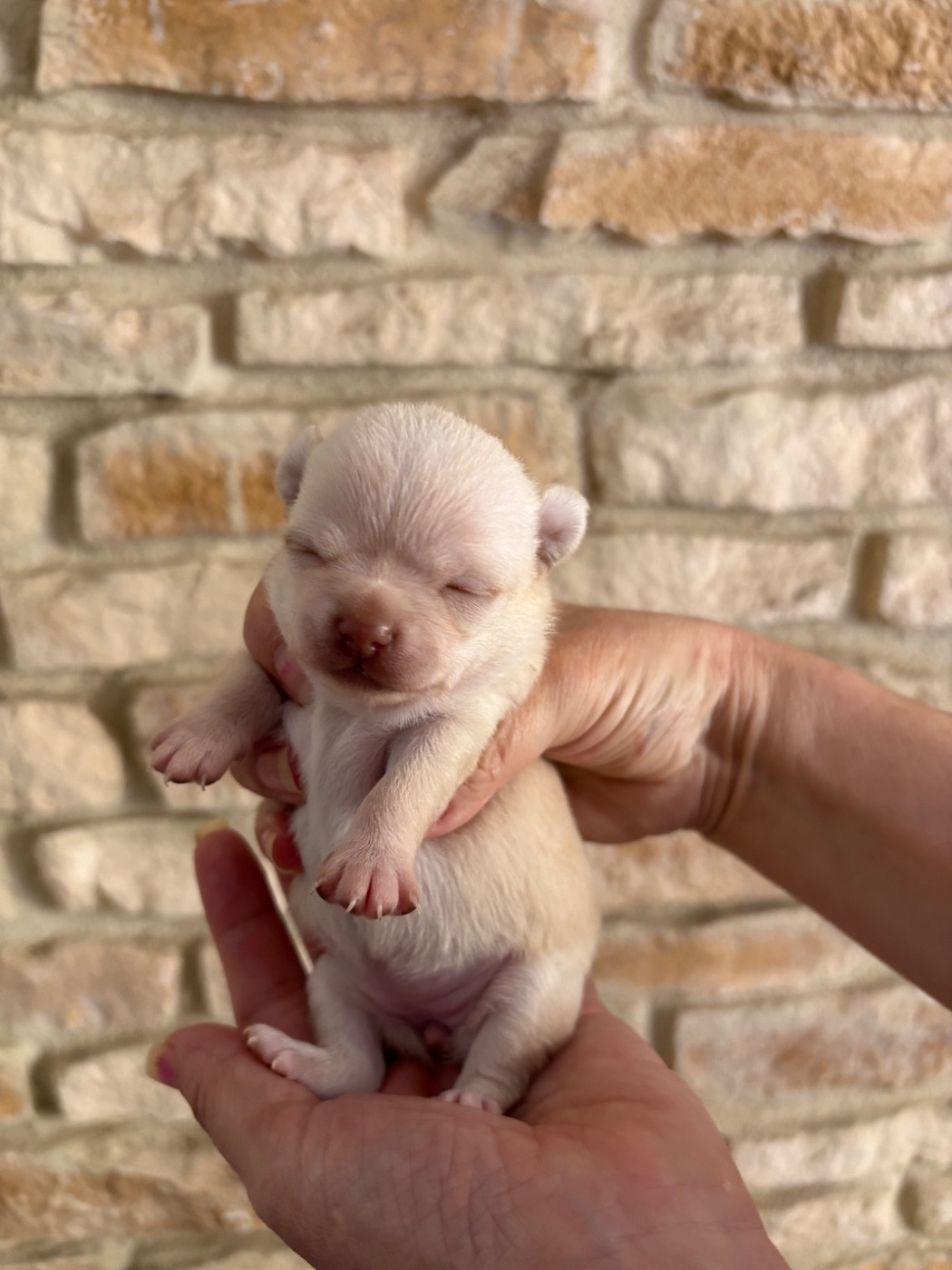 Des Roses De Lolita - Chiots disponibles - Chihuahua