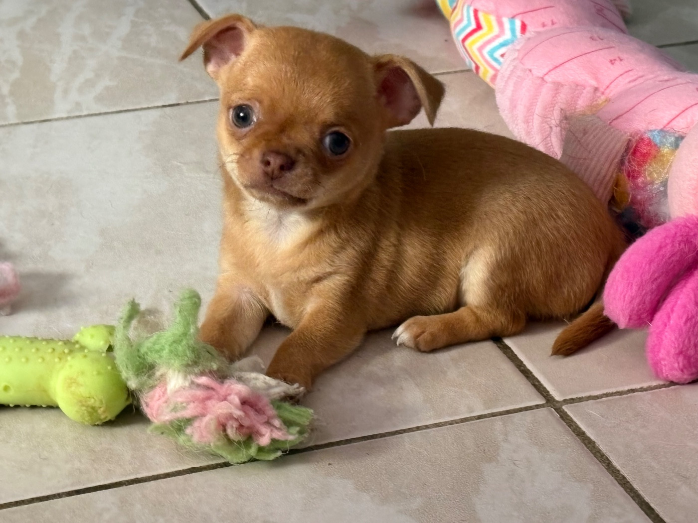 Des Roses De Lolita - Chiots disponibles - Chihuahua