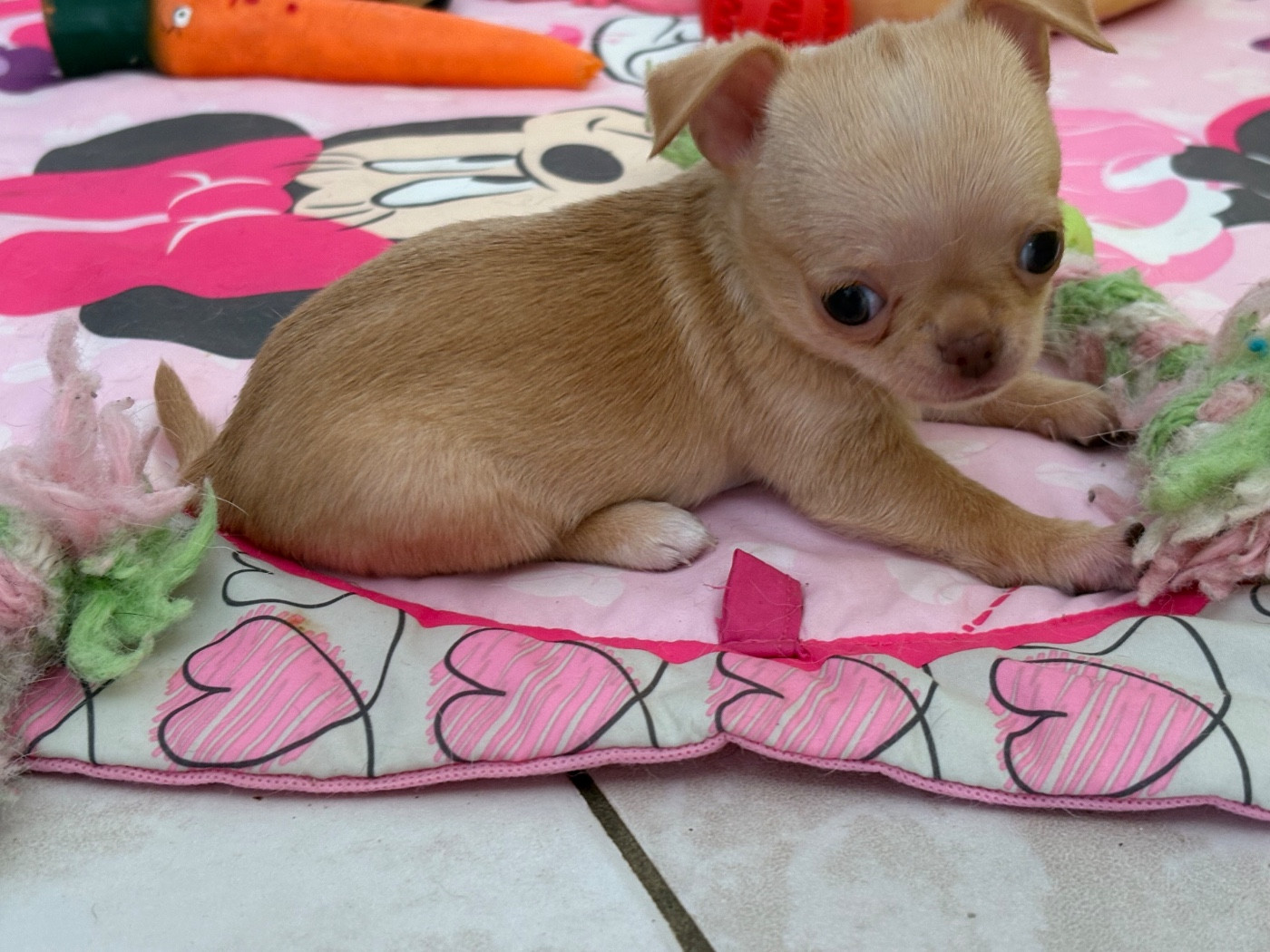 Des Roses De Lolita - Chiots disponibles - Chihuahua