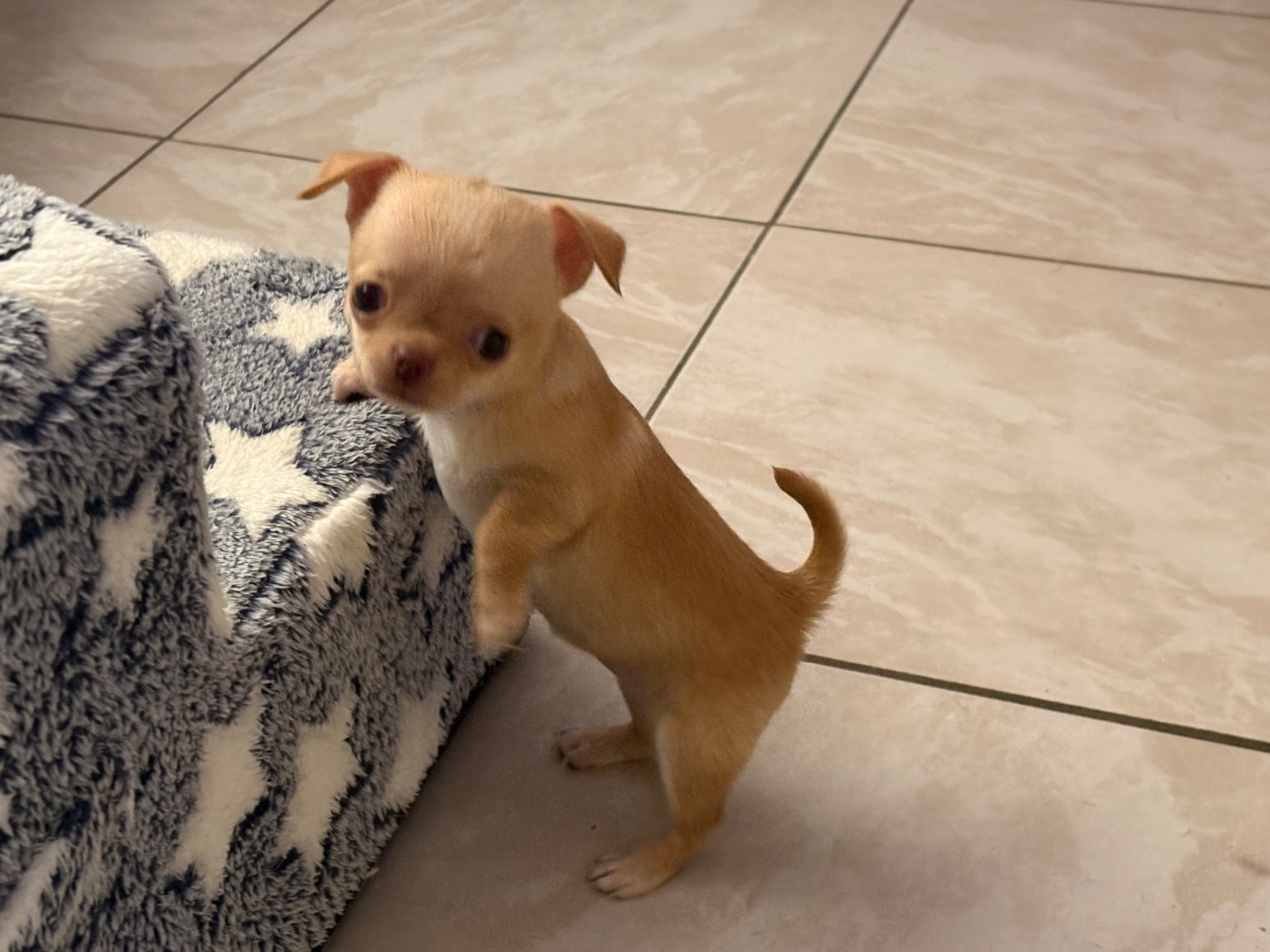 Des Roses De Lolita - Chiots disponibles - Chihuahua