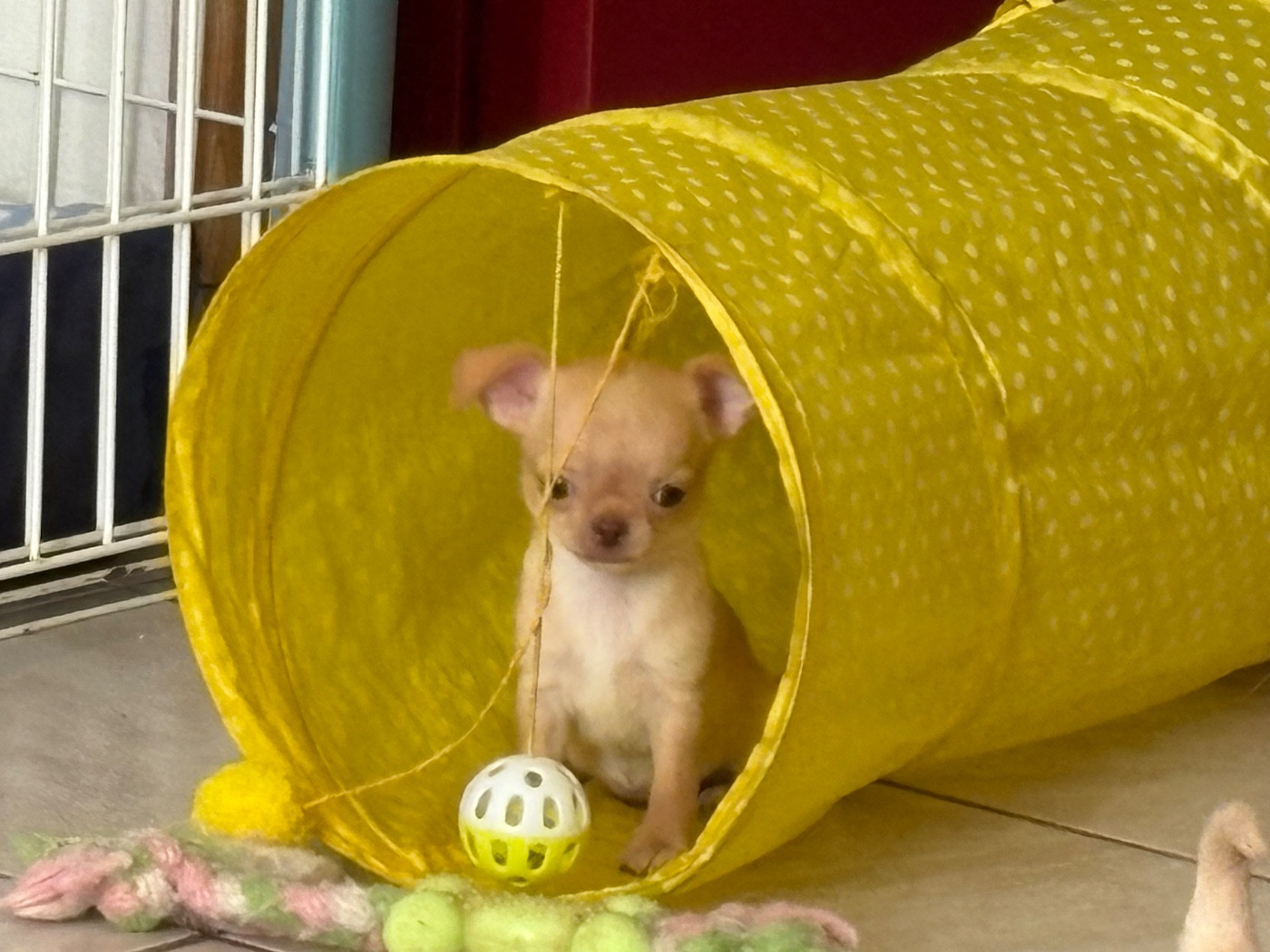 Des Roses De Lolita - Chiots disponibles - Chihuahua