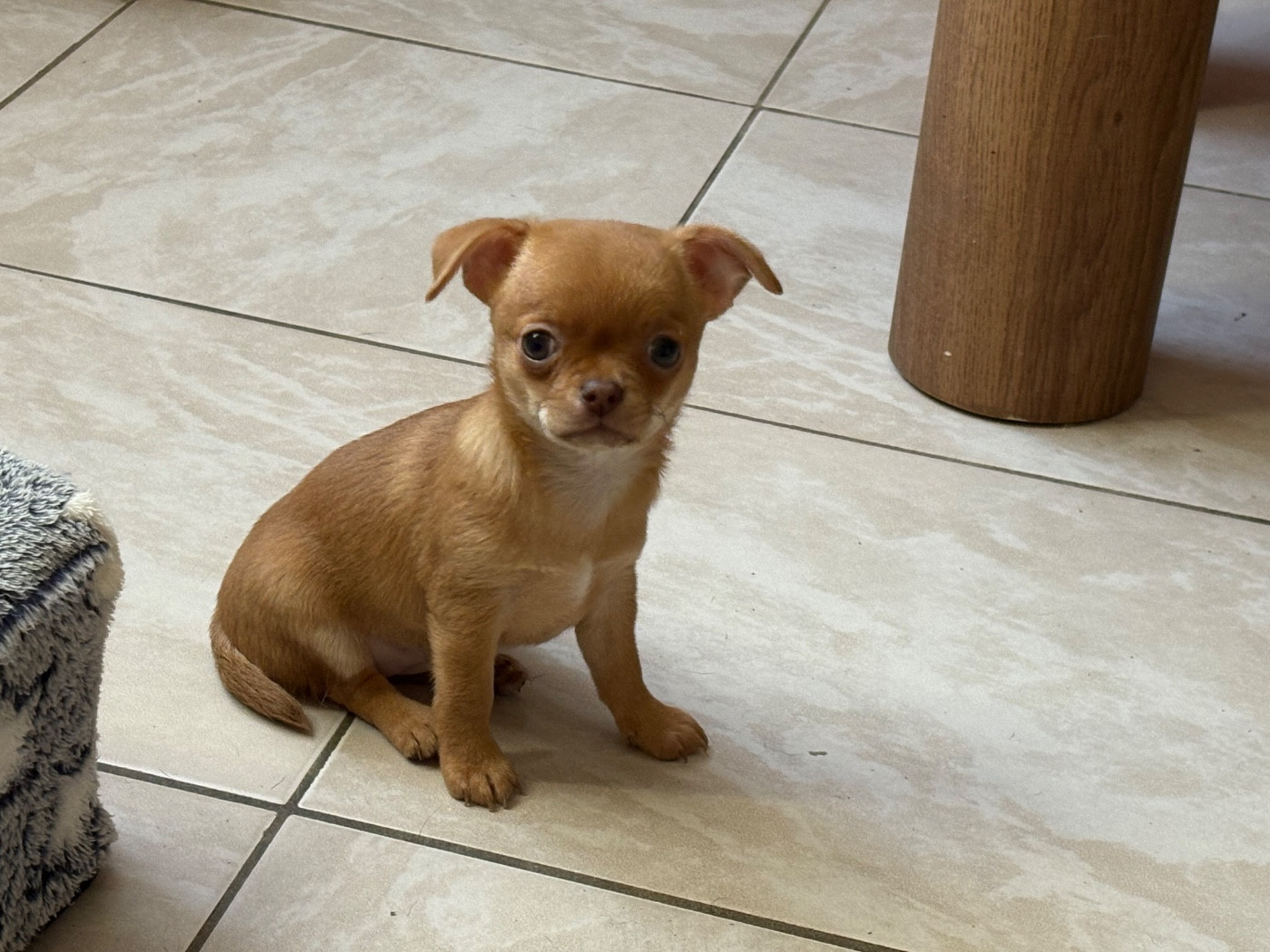 Des Roses De Lolita - Chiots disponibles - Chihuahua