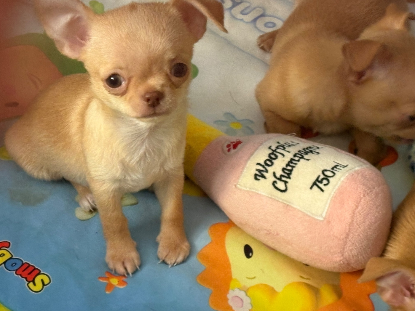 Des Roses De Lolita - Chiots disponibles - Chihuahua