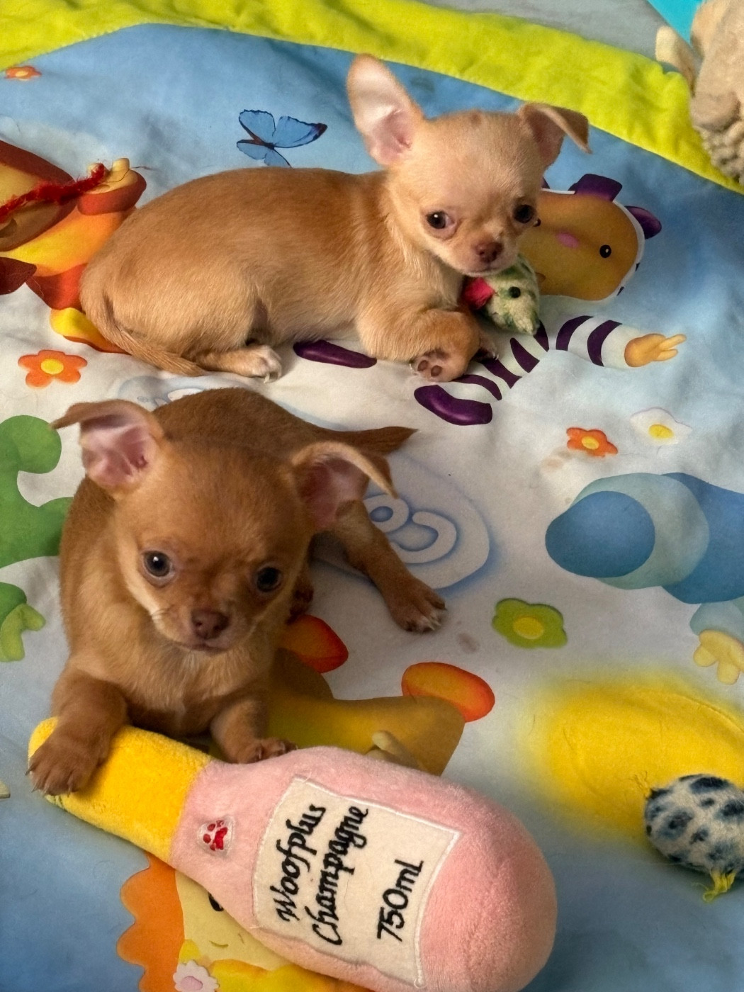 Des Roses De Lolita - Chiots disponibles - Chihuahua