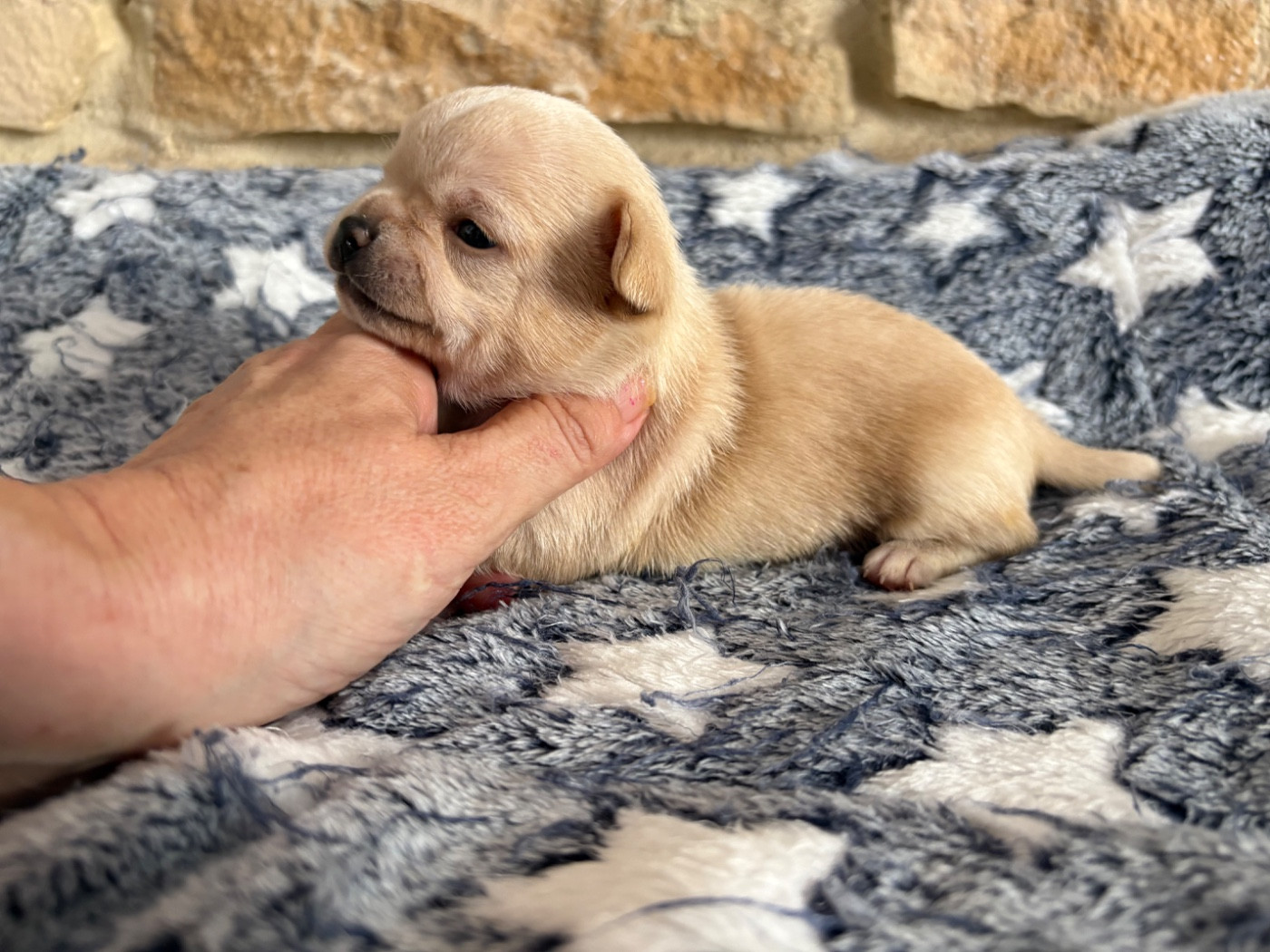Des Roses De Lolita - Chiots disponibles - Chihuahua
