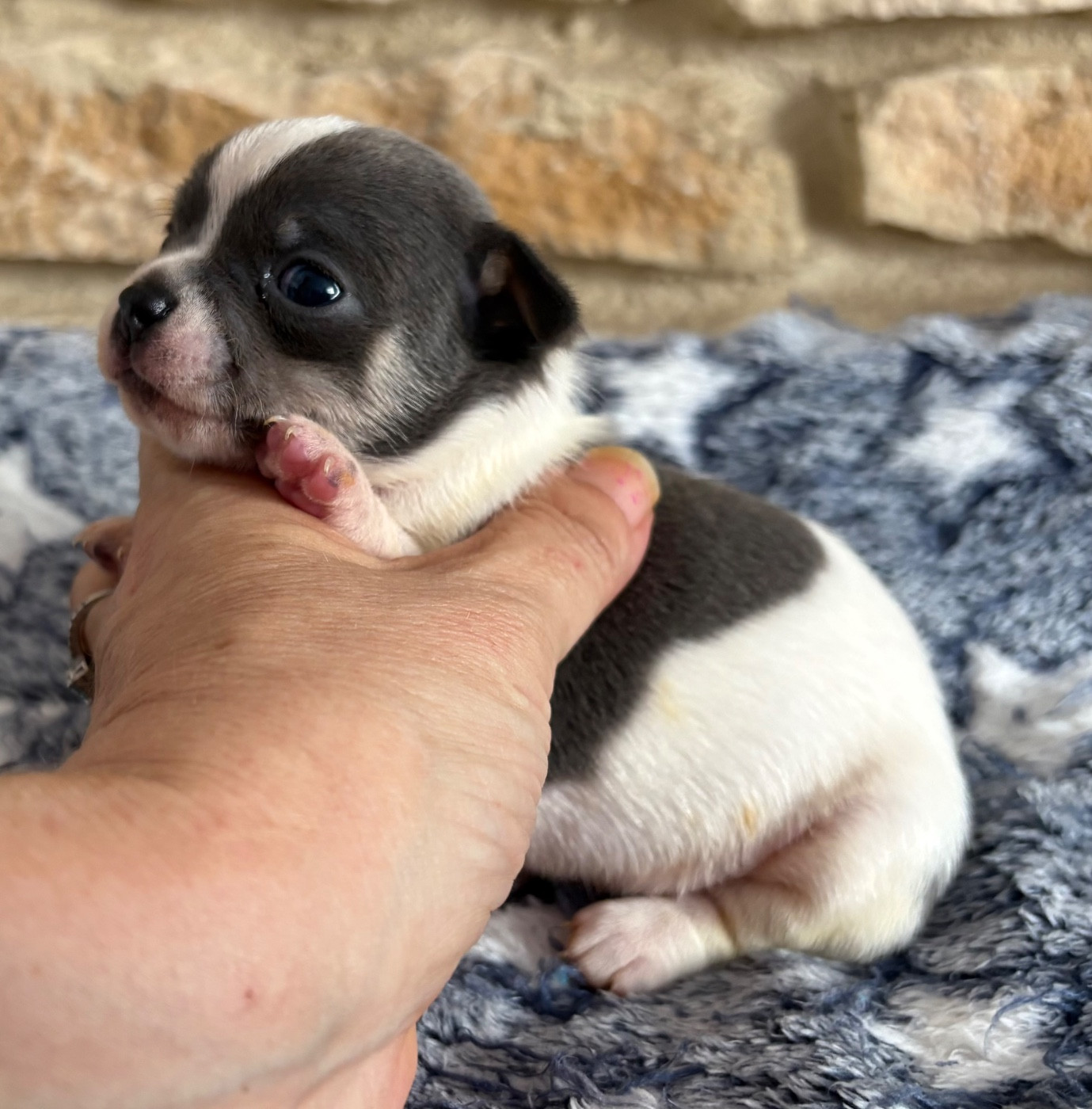 Des Roses De Lolita - Chiots disponibles - Chihuahua