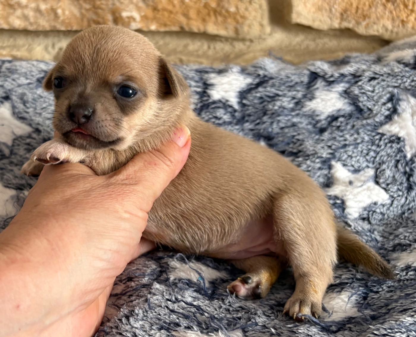Des Roses De Lolita - Chiots disponibles - Chihuahua