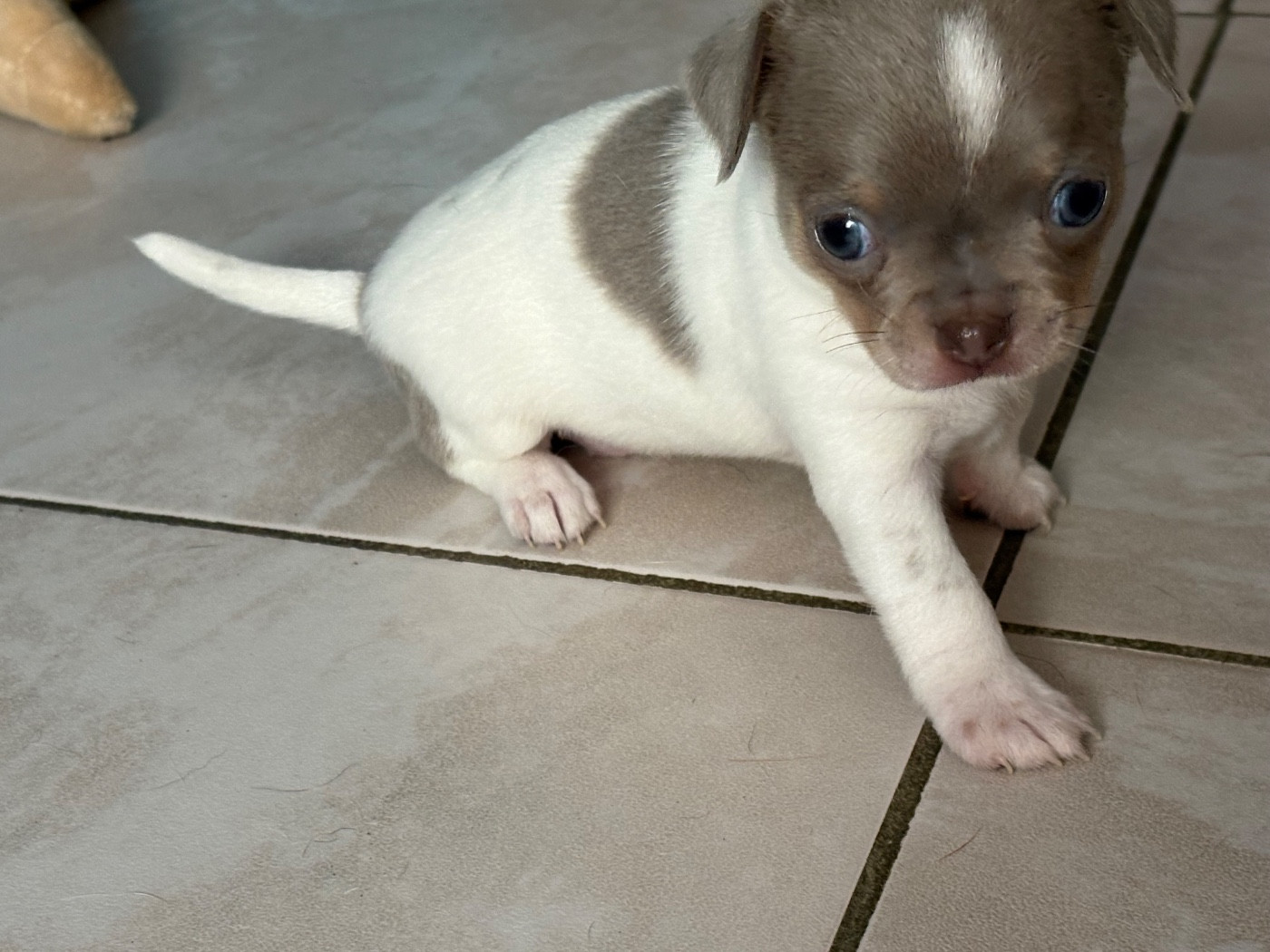 Des Roses De Lolita - Chiots disponibles - Chihuahua