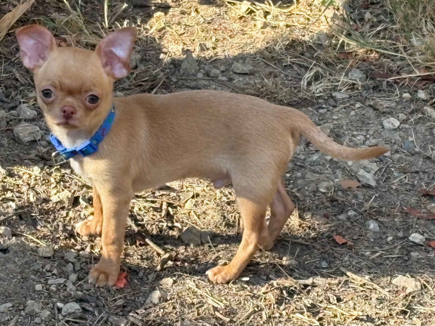Des Roses De Lolita - Chiots disponibles - Chihuahua