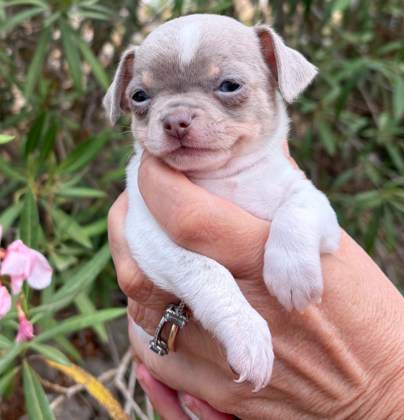 Des Roses De Lolita - Chiots disponibles - Chihuahua