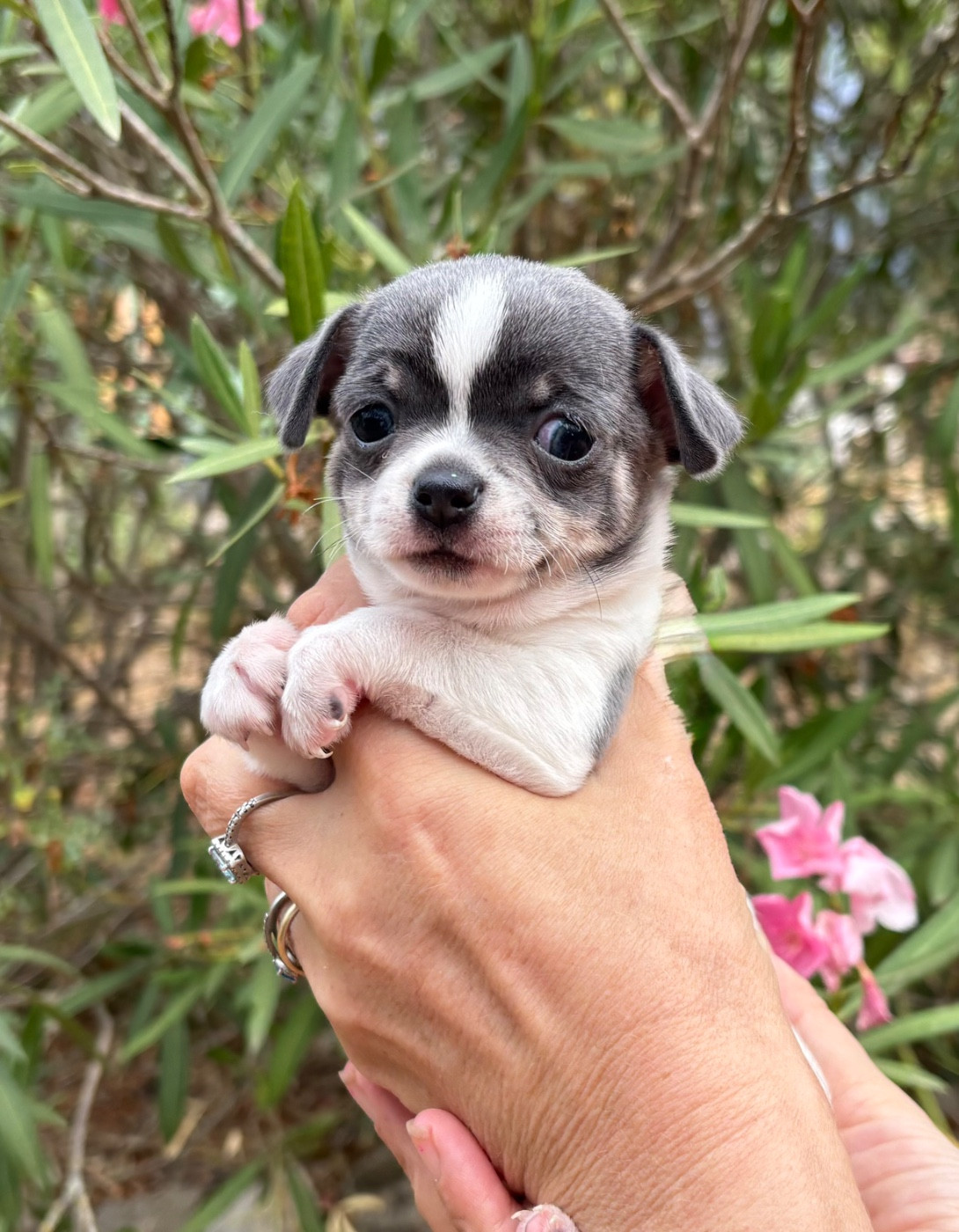 Des Roses De Lolita - Chiots disponibles - Chihuahua