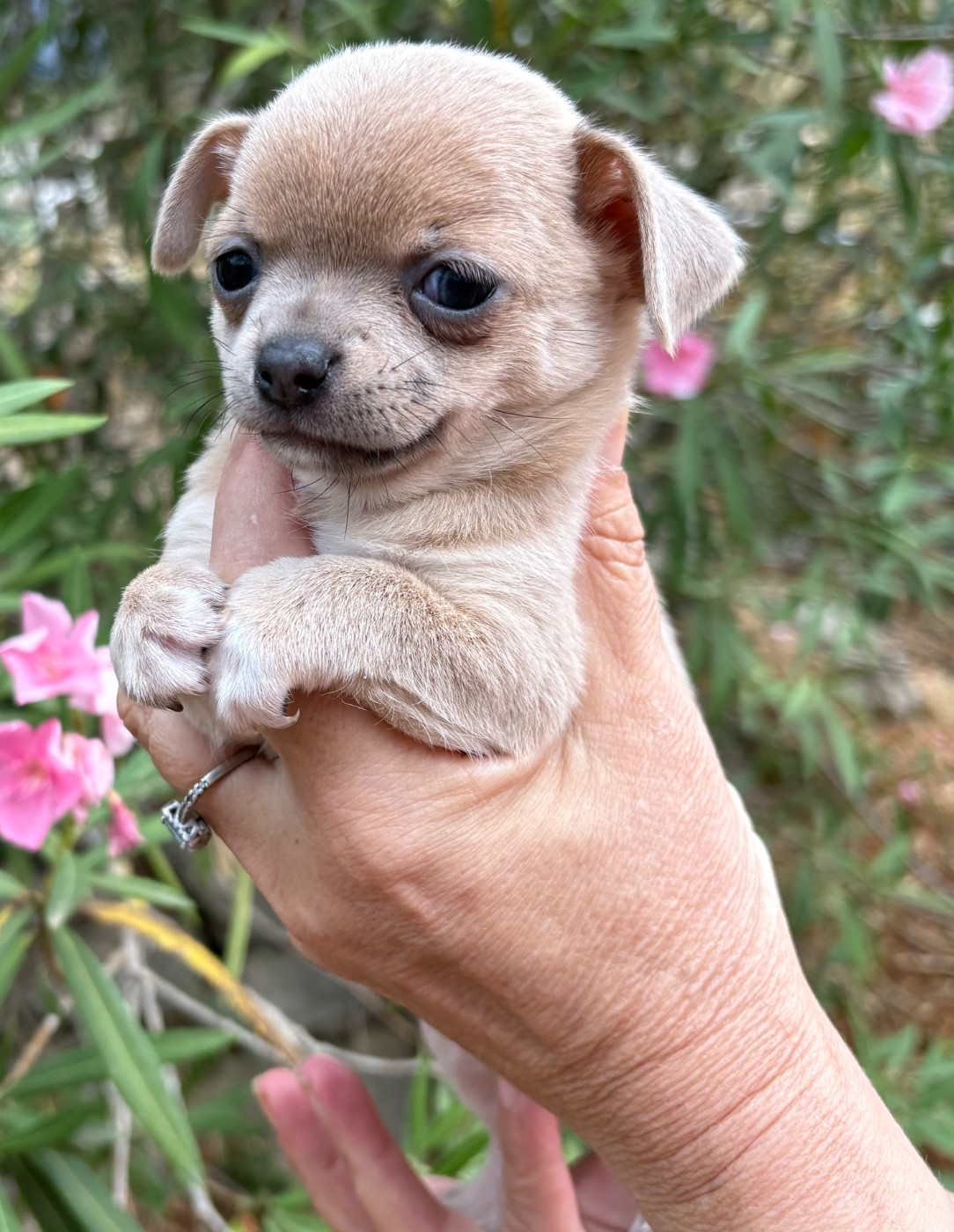 Des Roses De Lolita - Chiots disponibles - Chihuahua