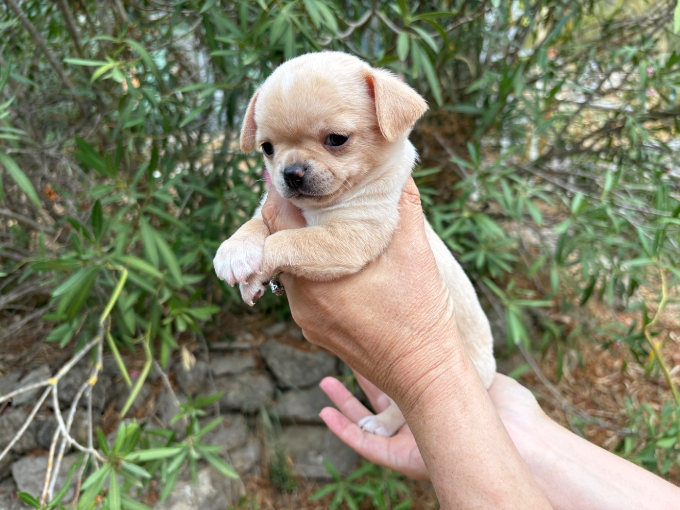 Des Roses De Lolita - Chiots disponibles - Chihuahua