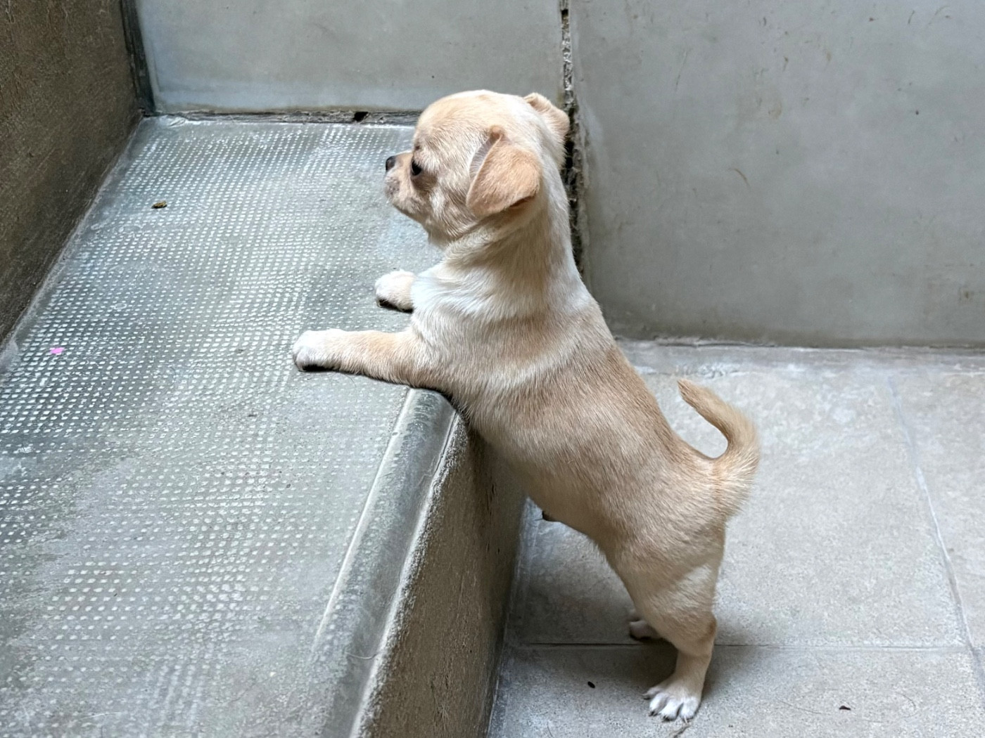 Des Roses De Lolita - Chiots disponibles - Chihuahua