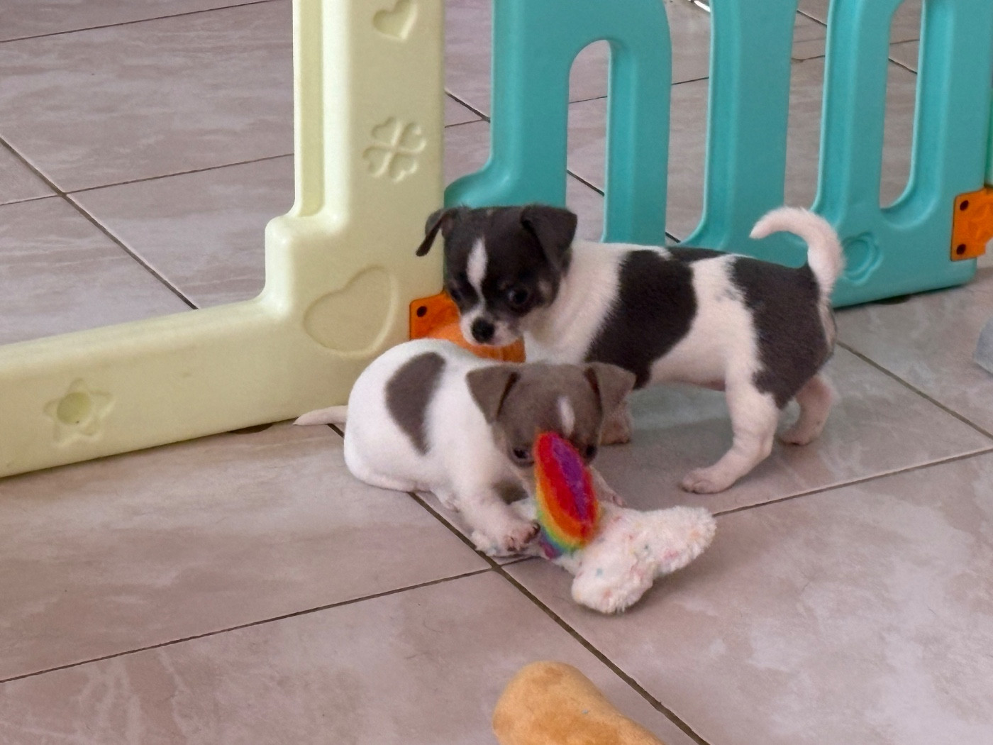 Des Roses De Lolita - Chiots disponibles - Chihuahua