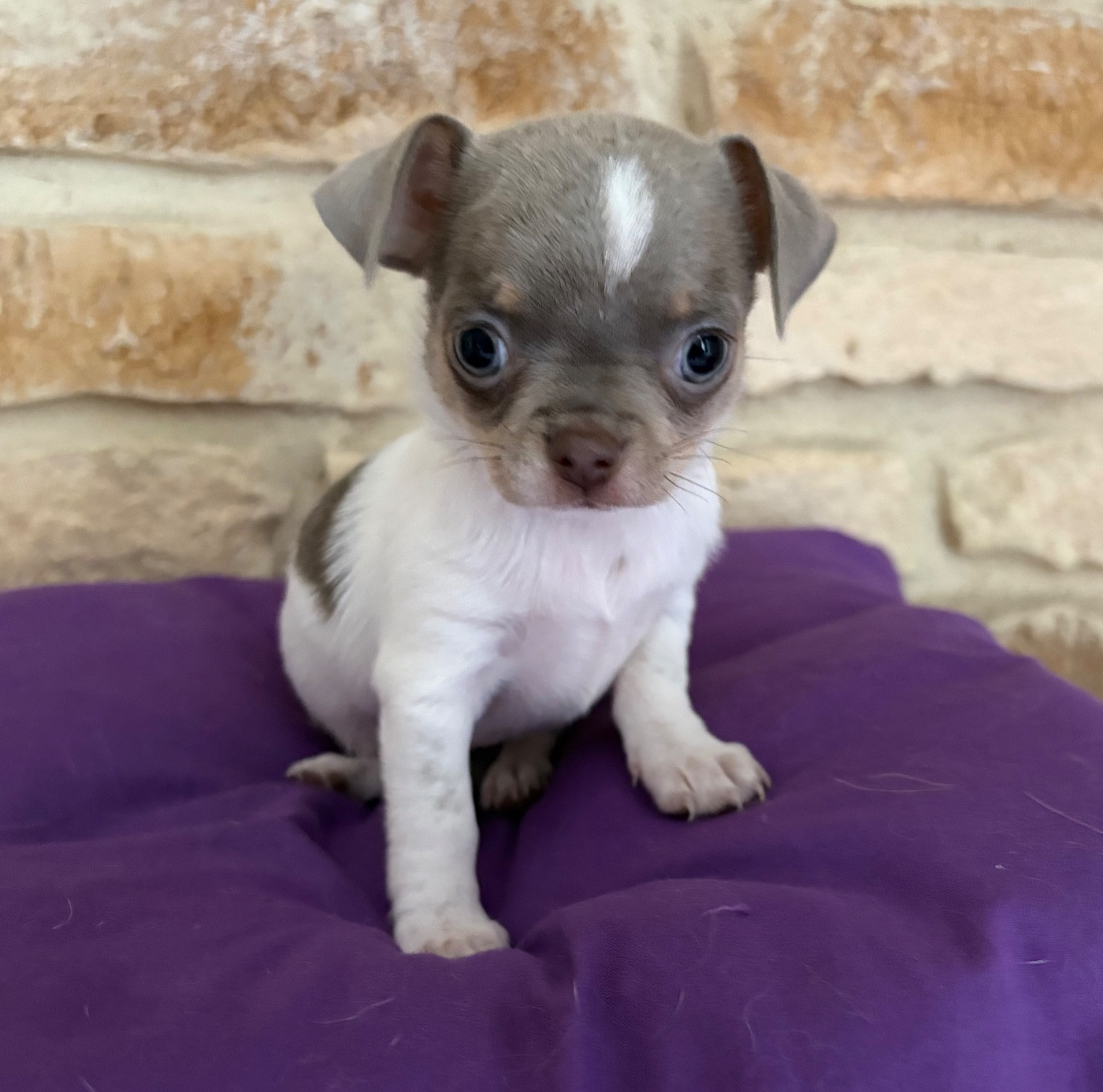 Des Roses De Lolita - Chiots disponibles - Chihuahua