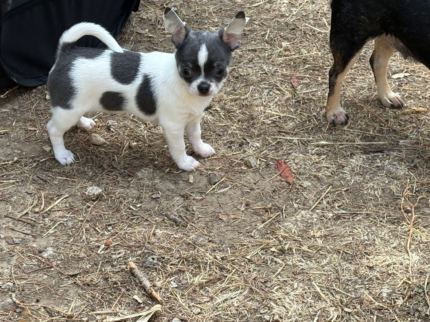 Des Roses De Lolita - Chiots disponibles - Chihuahua