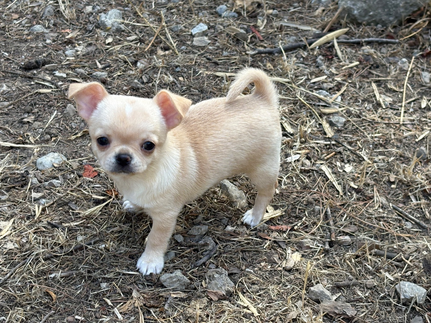 Des Roses De Lolita - Chiots disponibles - Chihuahua