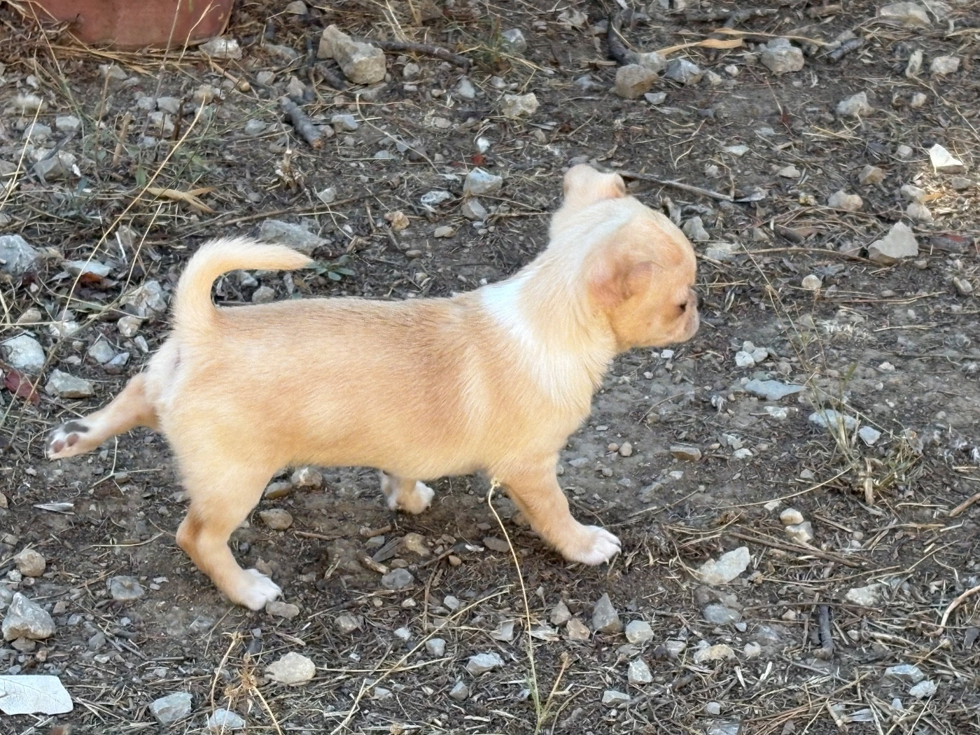 Des Roses De Lolita - Chiots disponibles - Chihuahua